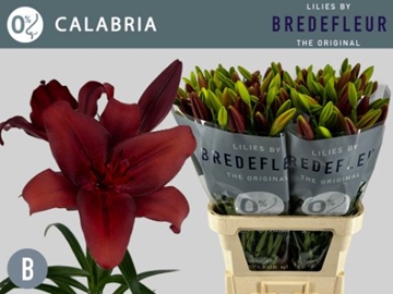 Li La Calabria 90cm 3/5bl