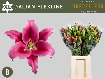 Lilium Ot Dalian 80cm 2/4bl