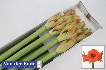 Hippeastrum Naranja 4bl