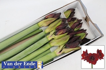 Hippeastrum Royal Velvet 4bl