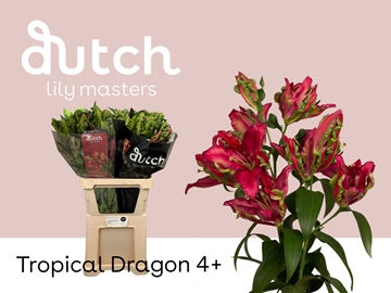 Lilium Ot Tropical Dragon 100cm 4/5bl