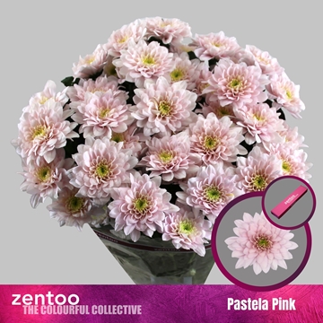 Chrysant T Pastela Pink 85gram