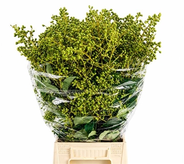 Ligustrum Bnch 60cm 300gram