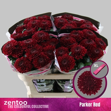 Chrys Single Parker Red 70cm 70gram