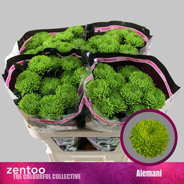 Chrys Single Alemani 70cm 80gram