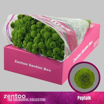 Chrysanthemum Santini Peptalk