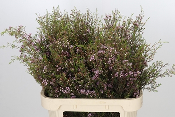 Chamelaucium Early Nir 80cm 50gram