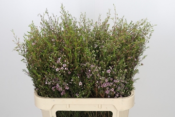 Chamelaucium Early Nir 80cm 55gram