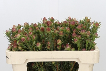 Leucadendron Jubilee Crown Bunch 50cm