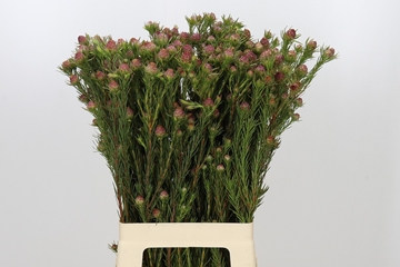 Leucadendron Jubilee Crown Bunch 70cm