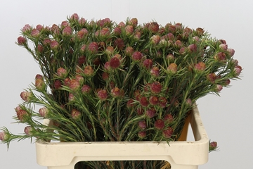Leucadendron Jubilee Crown Bunch 60cm