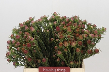 Leucadendron Jubilee Crown Bunch 40cm