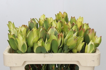 Leucadendron Discolor 50cm