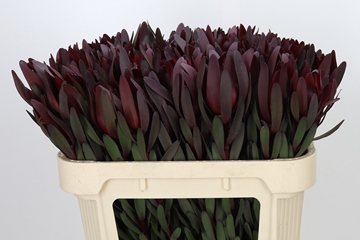 Leucadendron Safari Sunset 70cm