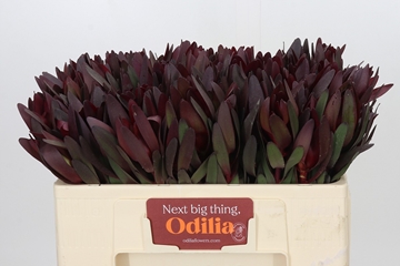 Leucadendron Safari Sunset 50cm