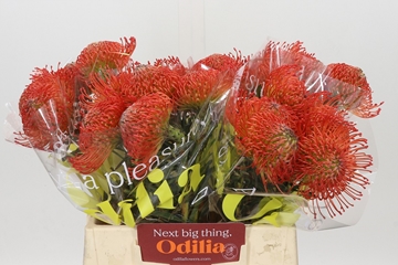 Leucospermum Succession 35cm