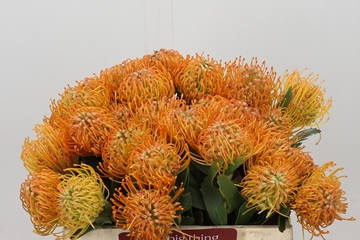 Leucospermum Queen Julia 35cm