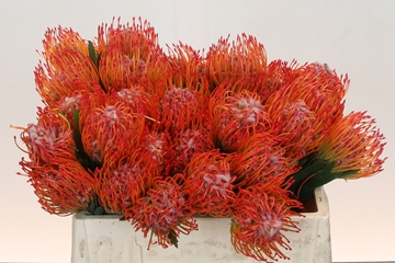 Leucospermum Tango 35cm