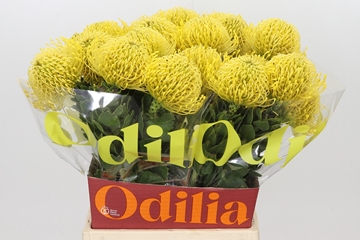 Leucospermum High Gold 50cm
