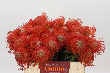 Leucospermum Succession 35cm
