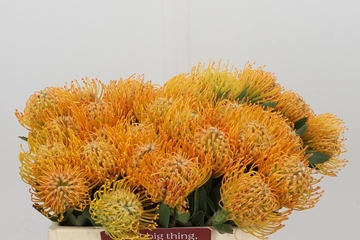 Leucospernum(pins) Soleil 35cm