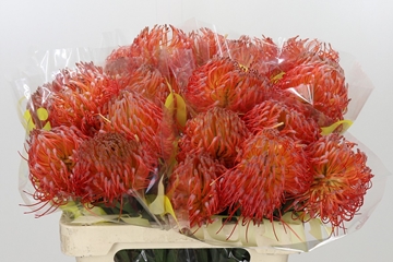 Leucospernum Nut Ito 60cm