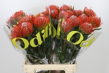 Leucospermum Tango 70cm
