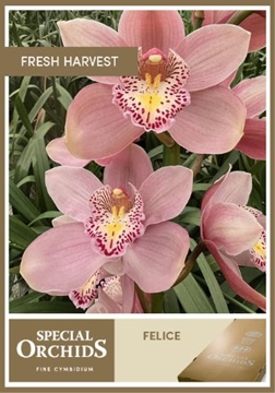 Cymbidium Felice 80 Cm - 12/15bl