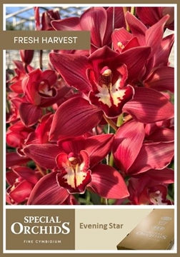 Cymbidium Evening Star 60 Cm - 8/11bl
