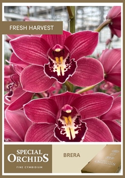 Cymbidium Brera 80 Cm - 12/15bl